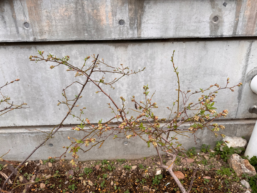 ブルーベリーの木